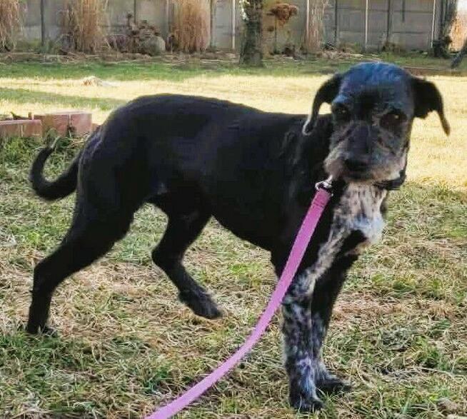 MISIA - cudowna sunia szuka super domu