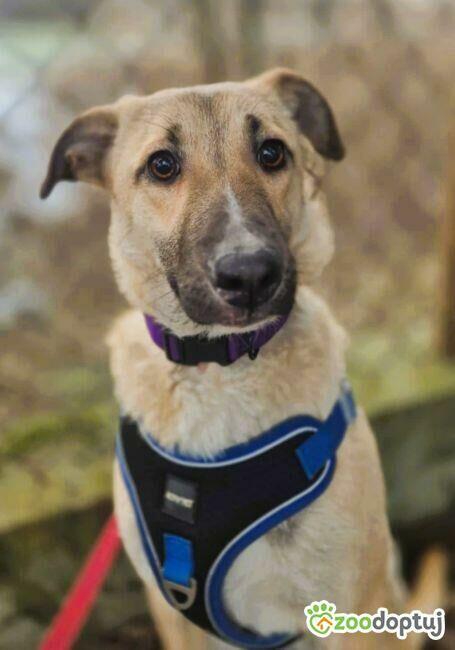 NORA - psie dziecko szuka najlepszego domu