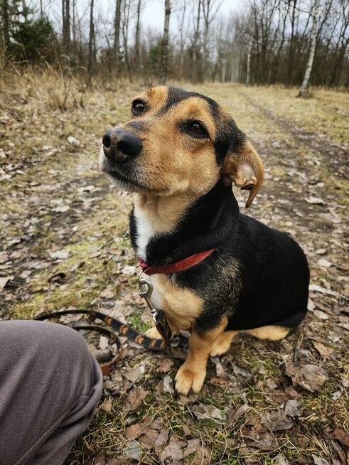 Delikatna młoda niskopodwoziowa Luna