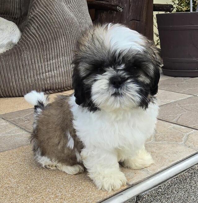 Piesek Shih tzu, tri color, pìękny