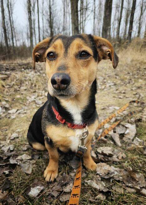 Delikatna młoda niskopodwoziowa Luna