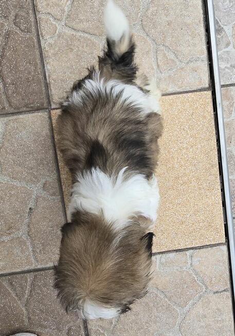 Piesek Shih tzu, tri color, pìękny