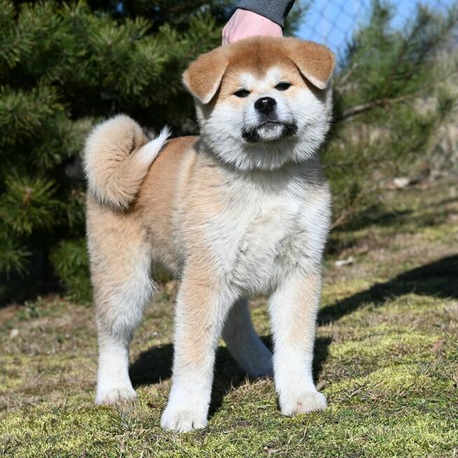Akita inu akita japońska samiec po Championie Polski gotowy