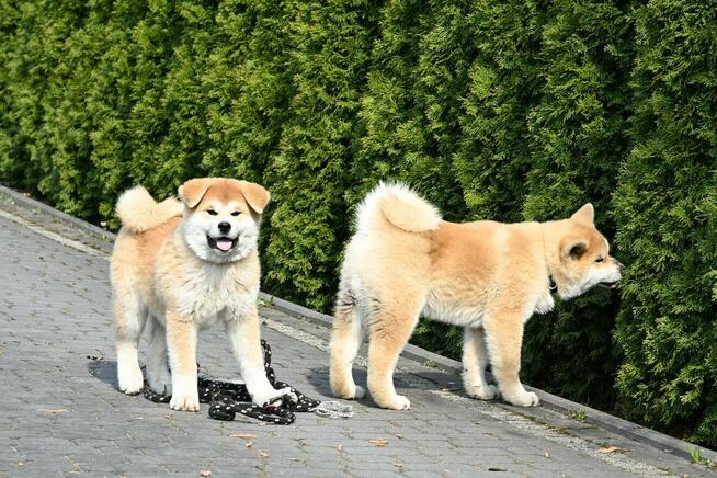 Akita inu akita japońska samiec po Championie Polski gotowy