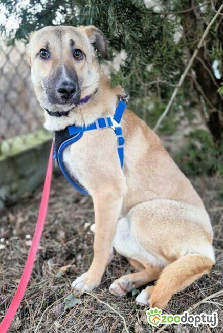 NORA - psie dziecko szuka najlepszego domu