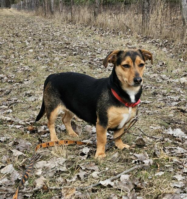 Delikatna młoda niskopodwoziowa Luna