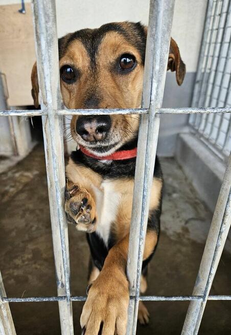 Delikatna młoda niskopodwoziowa Luna