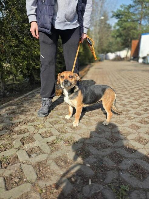 Biba-niewielka suczka do odpowiedzialnej adopcji