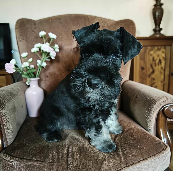 Sznaucer miniaturowy czarno srebrny FCI