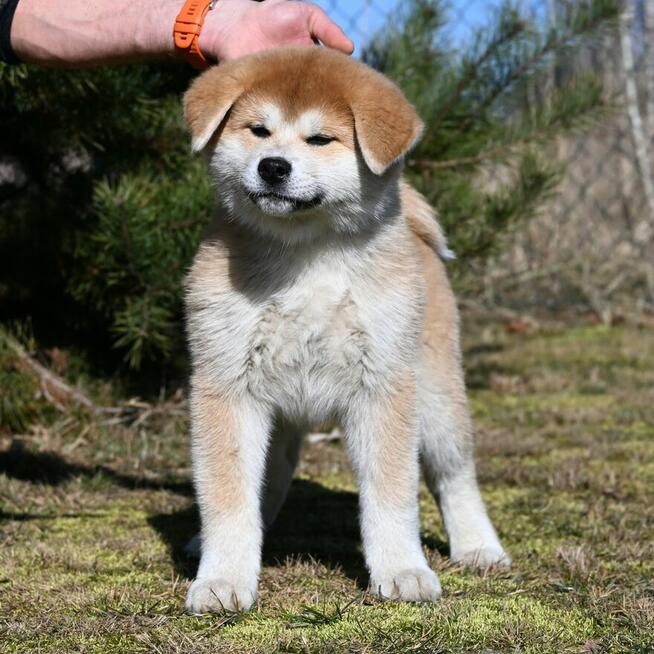 Akita inu akita japońska samiec po Championie Polski gotowy