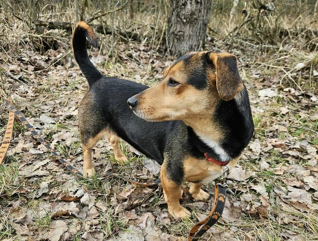 Delikatna młoda niskopodwoziowa Luna