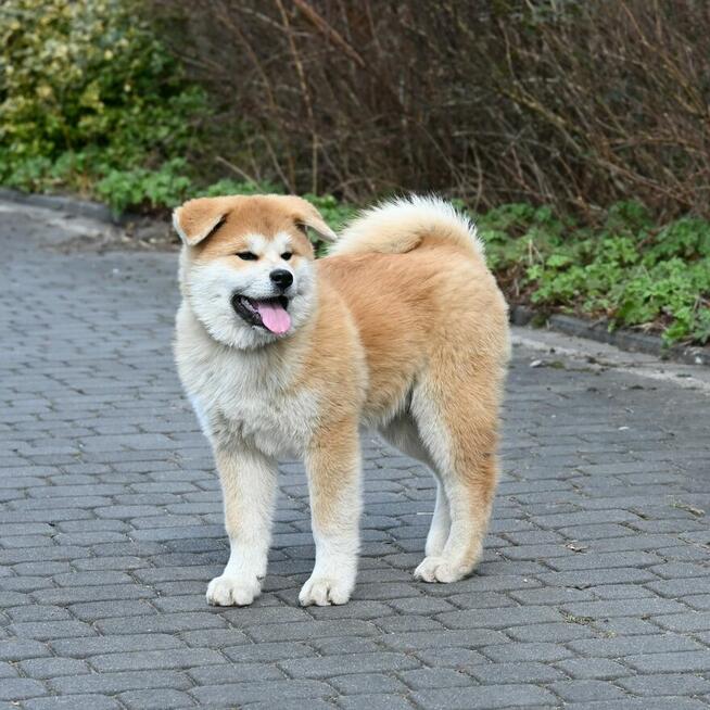 Akita inu akita japońska samiec po Championie Polski gotowy