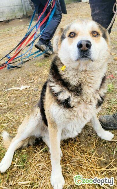 SZOGUN - spokojny, kochany psiak szuka dobrego domu