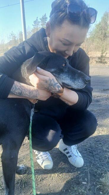 Spokojna delikatna sunia marzy o domu pełnym miłości