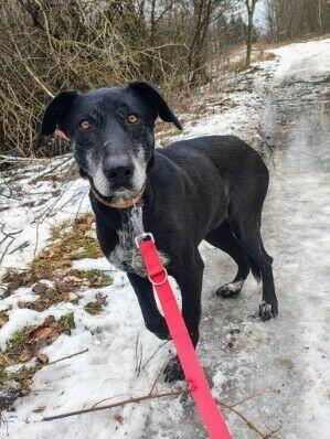 Spokojna delikatna sunia marzy o domu pełnym miłości