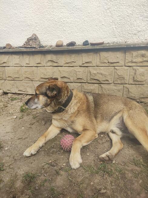 Oddam pieska dobre ręce