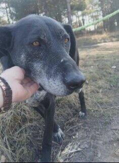 Gracja proludzka sunia szuka kochającego domu