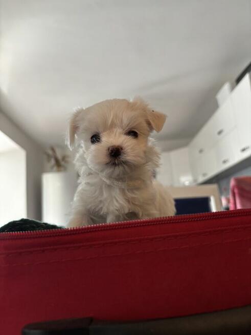 Cudowne maltańczyki