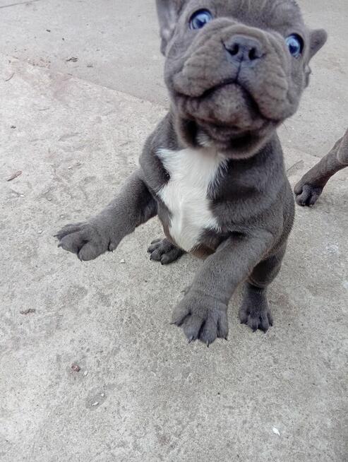 Buldog francuski