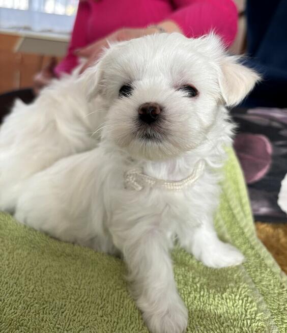 Cudowne maltańczyki