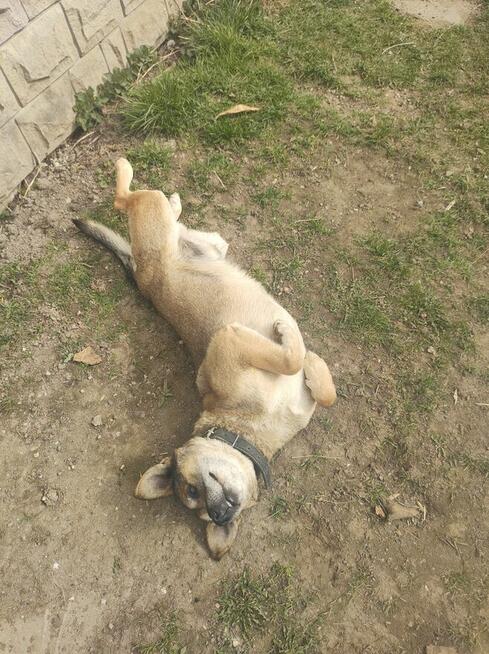 Oddam pieska dobre ręce