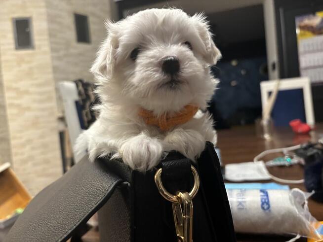 Cudowne maltańczyki