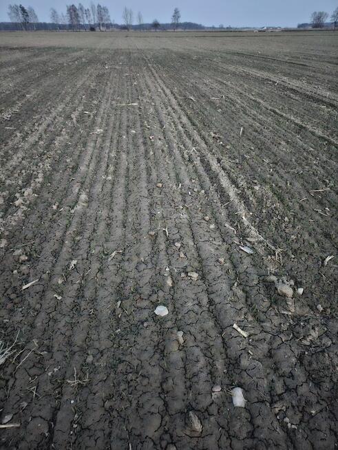 Siew zboża, strączk.Uprawa bezorkowa, wywóz szamba gnojowicy