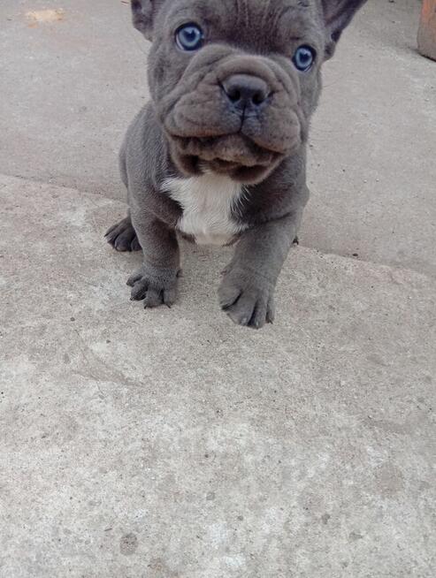 Buldog francuski