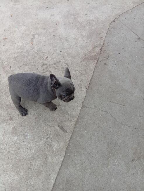Buldog francuski