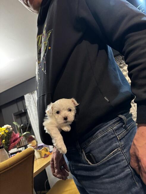 Cudowne maltańczyki