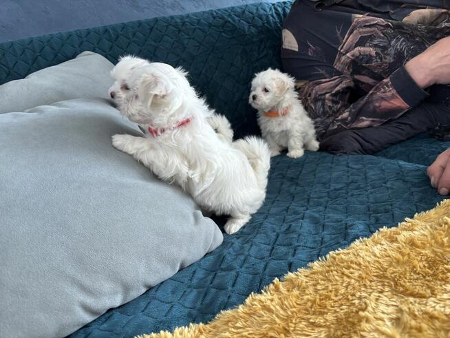 Cudowne maltańczyki