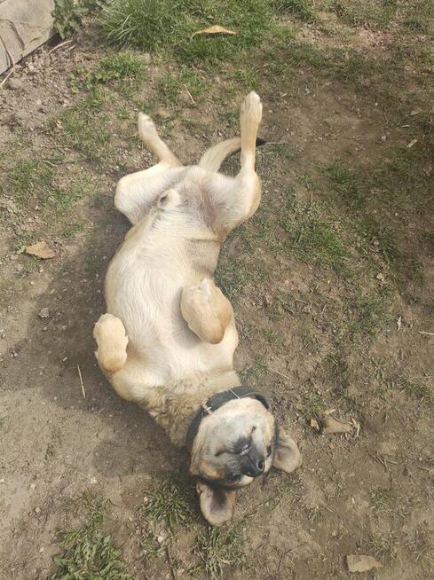 Oddam pieska dobre ręce