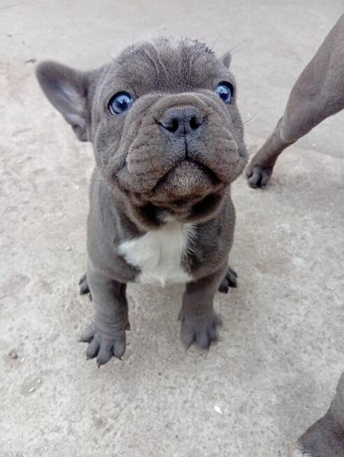 Buldog francuski