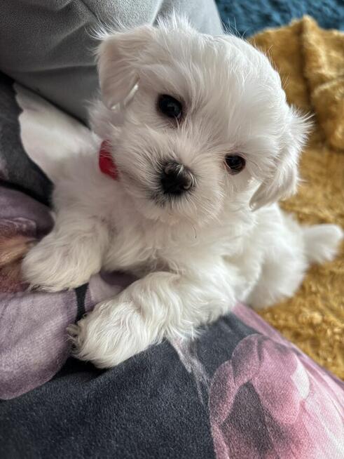 Cudowne maltańczyki