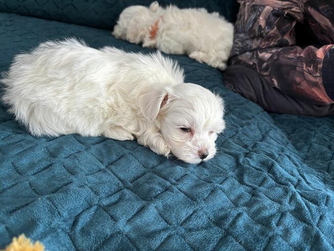 Cudowne maltańczyki