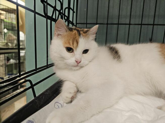 Puszysta kicia prosi o bezpieczny kąt