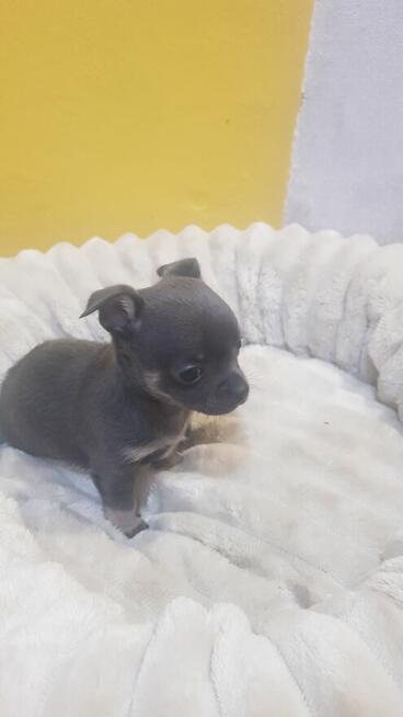 Śliczny Piesek chihuahua okolice Warszawy