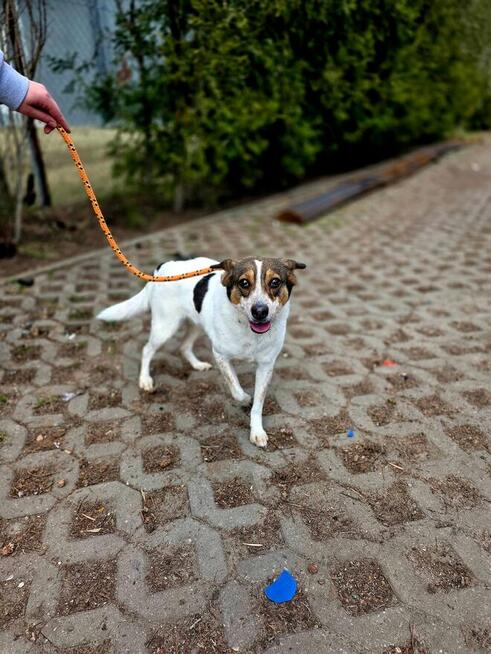 Pikusia-delikatna, nieśmiała suczka czeka na wyrozumiały dom