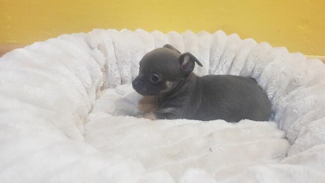 Śliczny Piesek chihuahua okolice Warszawy