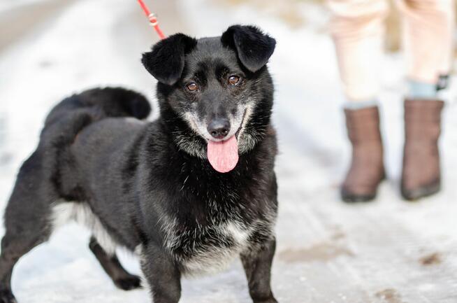 Patyk - wesoły, mały psiak szuka domu!