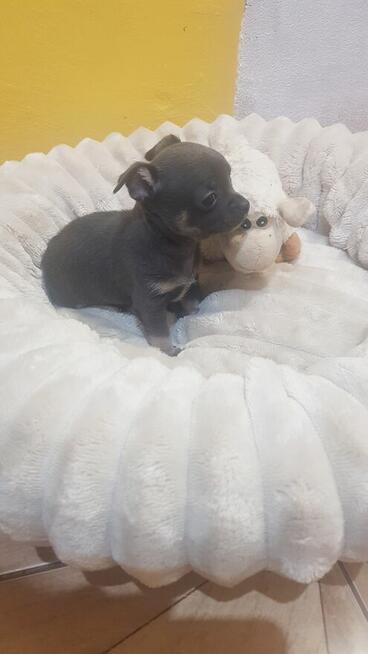 Śliczny Piesek chihuahua okolice Warszawy