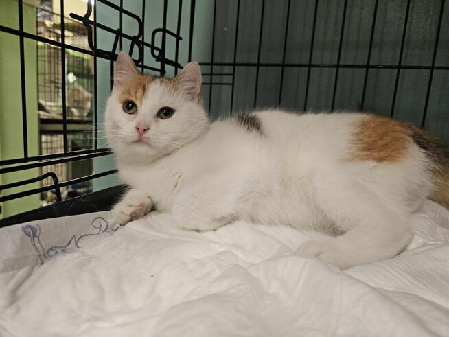 Puszysta kicia prosi o bezpieczny kąt