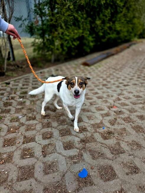 Pikusia-delikatna, nieśmiała suczka czeka na wyrozumiały dom