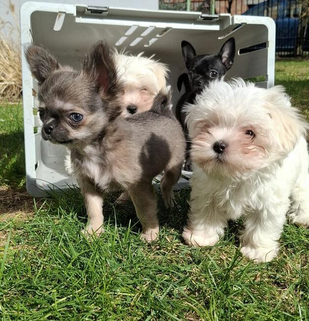 Chihuahua śliczny lila tan samczyk długowłosy