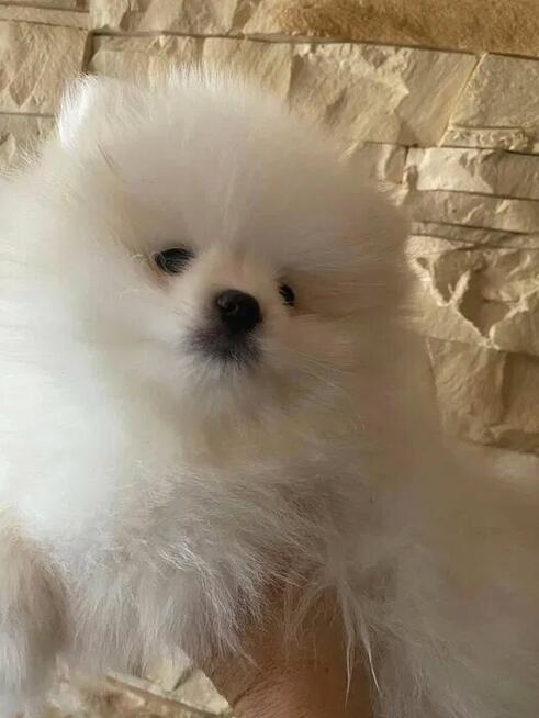SZPIC MINIATUROWY POMERANIAN PIĘKNY BIAŁY MALUTKI PIESEK