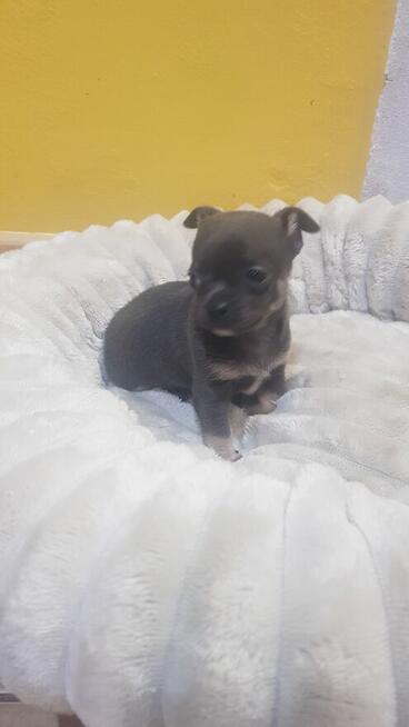 Śliczny Piesek chihuahua okolice Warszawy