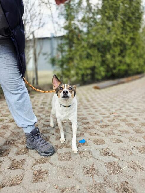 Pikusia-delikatna, nieśmiała suczka czeka na wyrozumiały dom