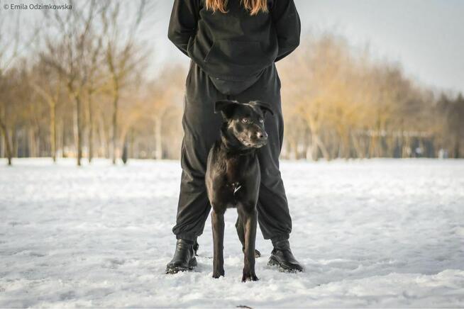 Kenzo- czarny młody pies do domu jako jedynak-adopcja