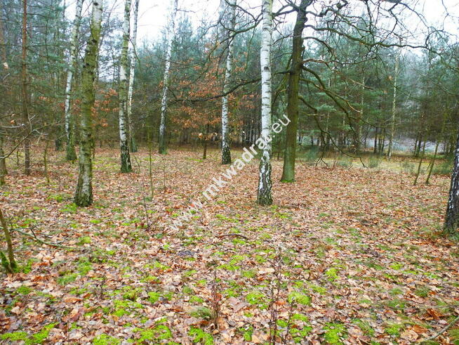 działka leśna z prawem zabudowy