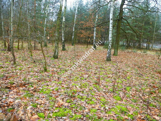 działka leśna z prawem zabudowy